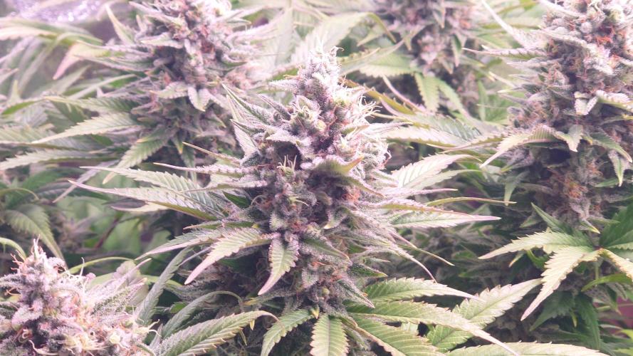Zamnesia Mixed Grow Project. Week 15