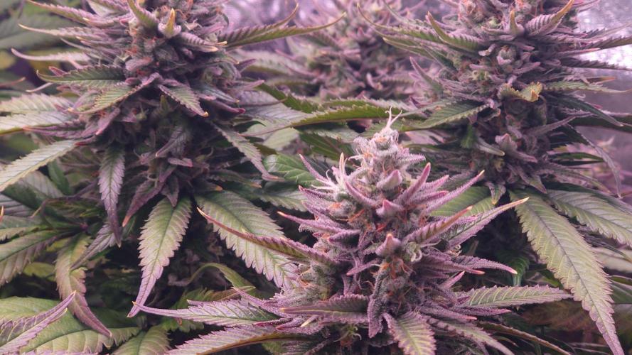 Zamnesia Mixed Grow Project. Week 15