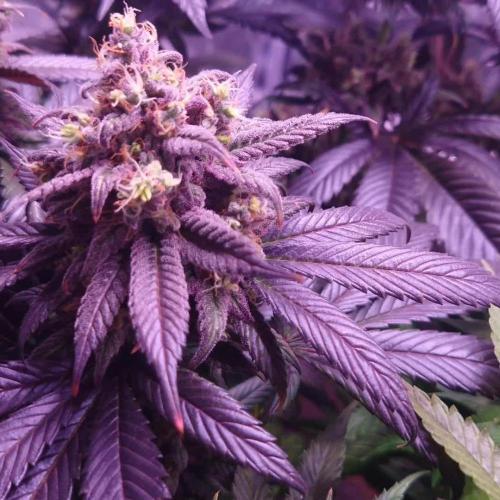 Zamnesia Mixed Grow Project