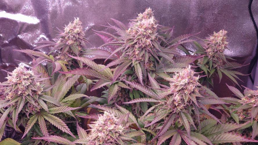 Zamnesia Mixed Grow Project. Week 16