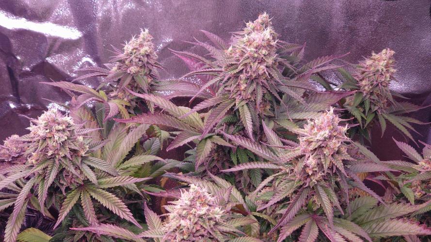 Zamnesia Mixed Grow Project. Week 16