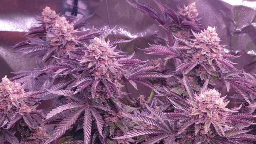 Zamnesia Mixed Grow Project. Week 16