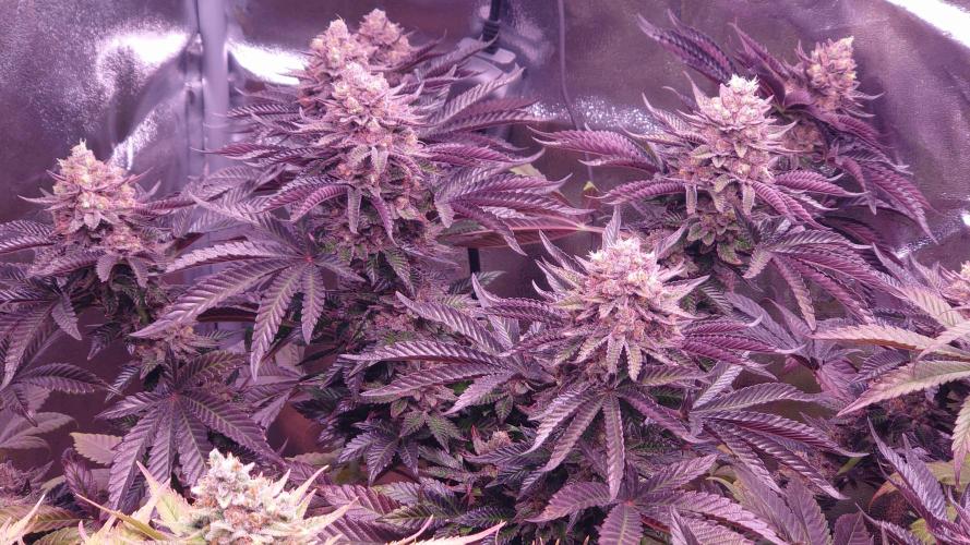 Zamnesia Mixed Grow Project. Week 16
