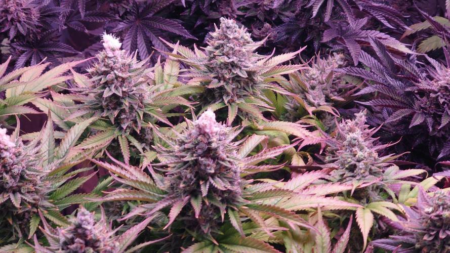 Zamnesia Mixed Grow Project. Week 16