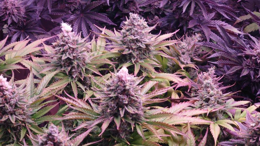 Zamnesia Mixed Grow Project. Week 16