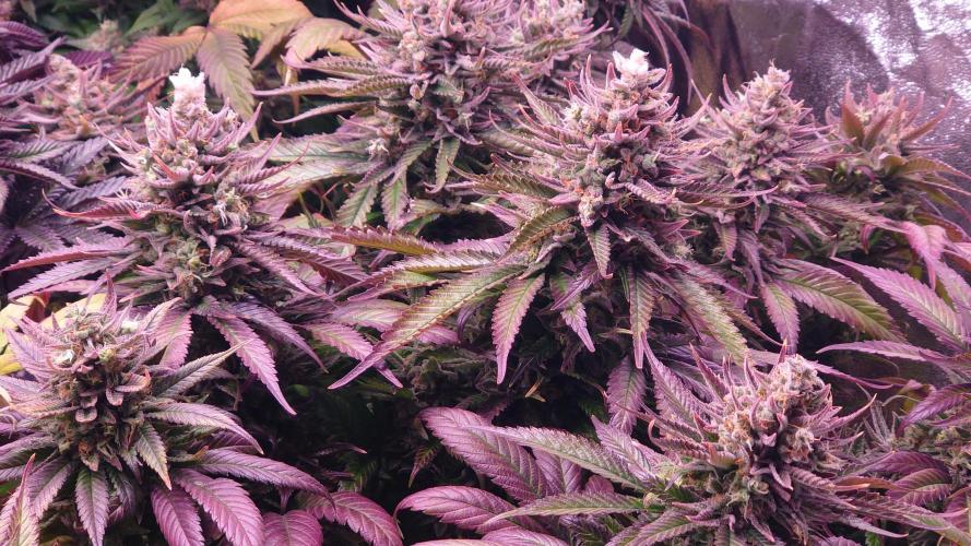 Zamnesia Mixed Grow Project. Week 16