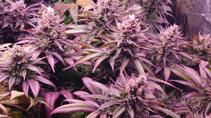 Zamnesia Mixed Grow Project. Week 16