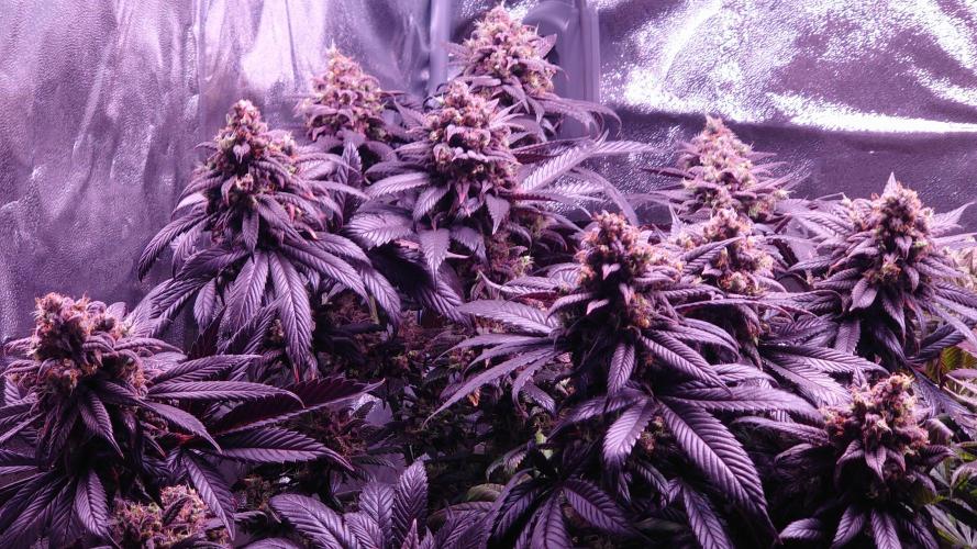 Zamnesia Mixed Grow Project. Week 16