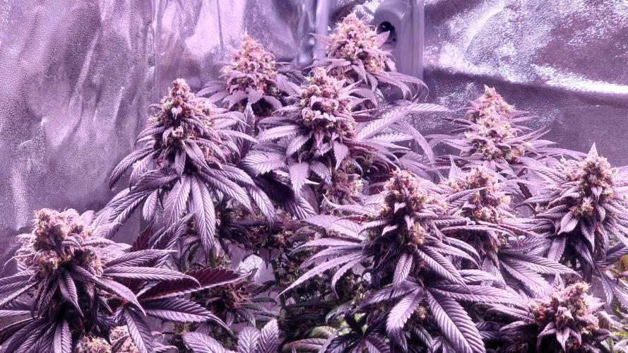 Zamnesia Mixed Grow Project. Week 16