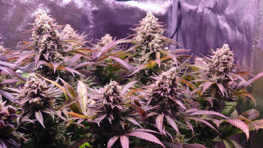 Zamnesia Mixed Grow Project. Week 16