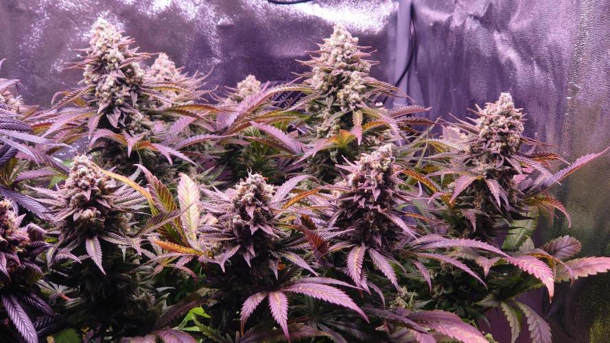 Zamnesia Mixed Grow Project. Week 16