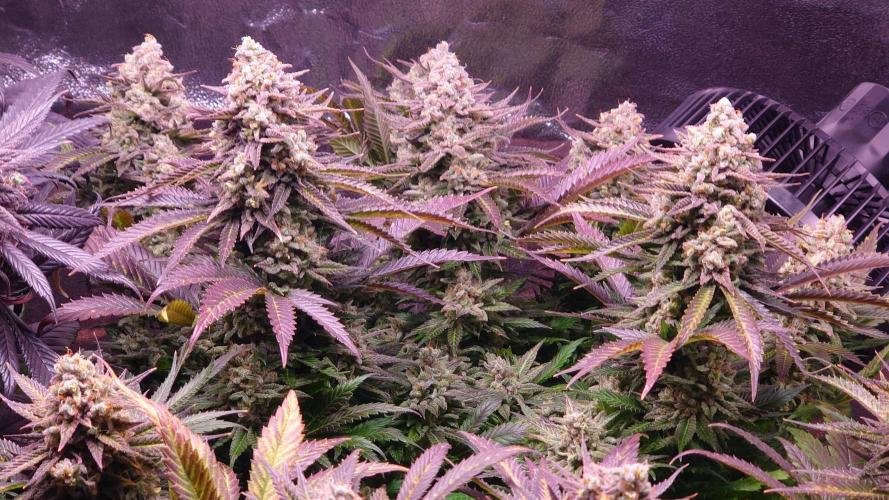 Zamnesia Mixed Grow Project. Week 16