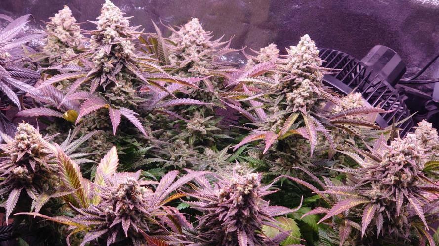 Zamnesia Mixed Grow Project. Week 16