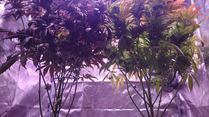 Zamnesia Mixed Grow Project. Week 16