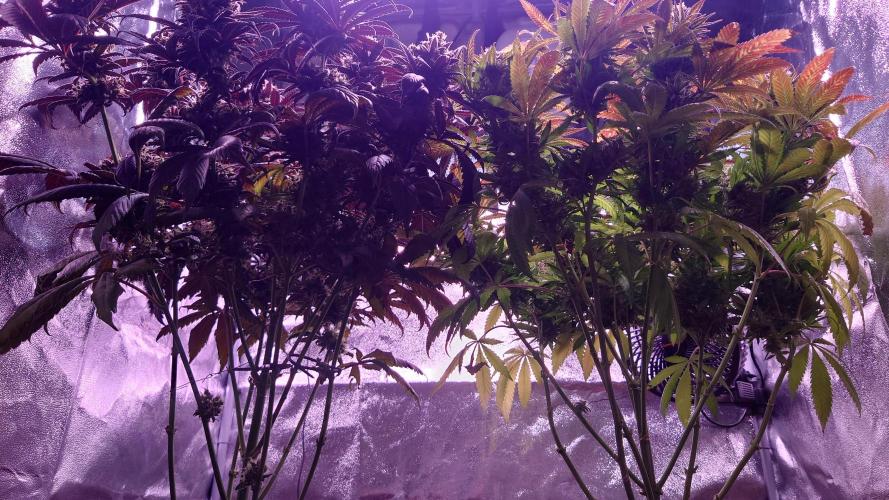 Zamnesia Mixed Grow Project. Week 16