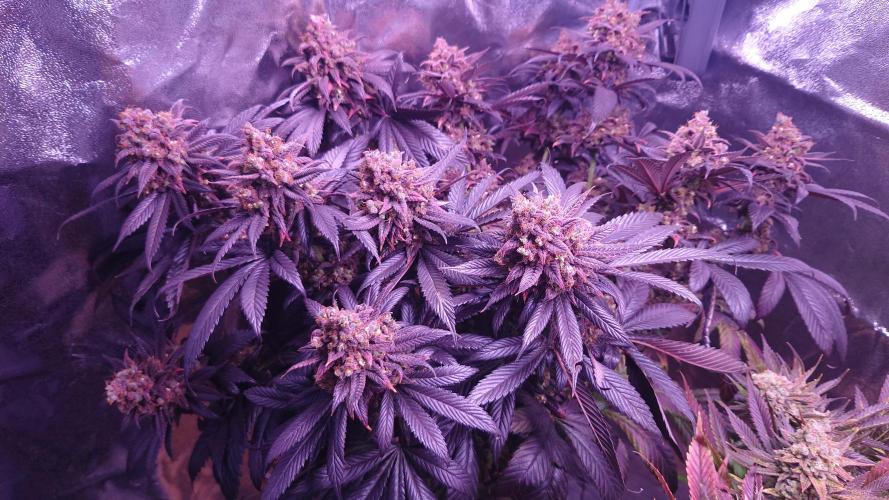 Zamnesia Mixed Grow Project. Week 17