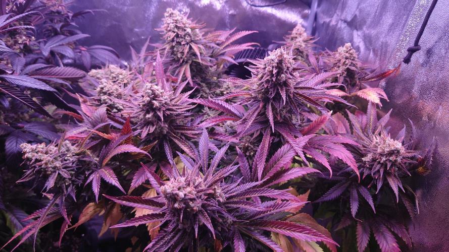 Zamnesia Mixed Grow Project. Week 17