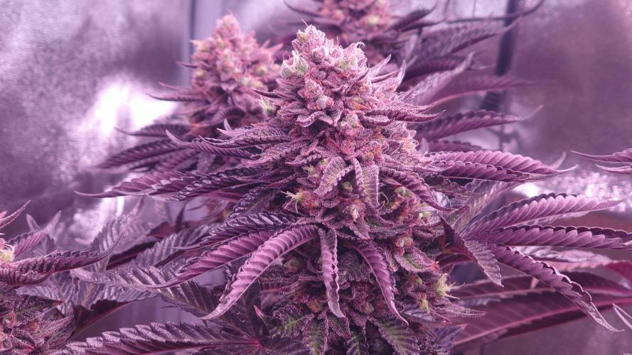 Zamnesia Mixed Grow Project. Week 17