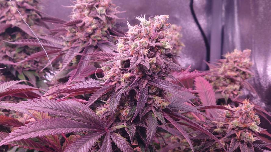 Zamnesia Mixed Grow Project. Week 17