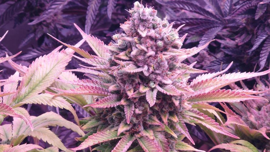 Zamnesia Mixed Grow Project. Week 17