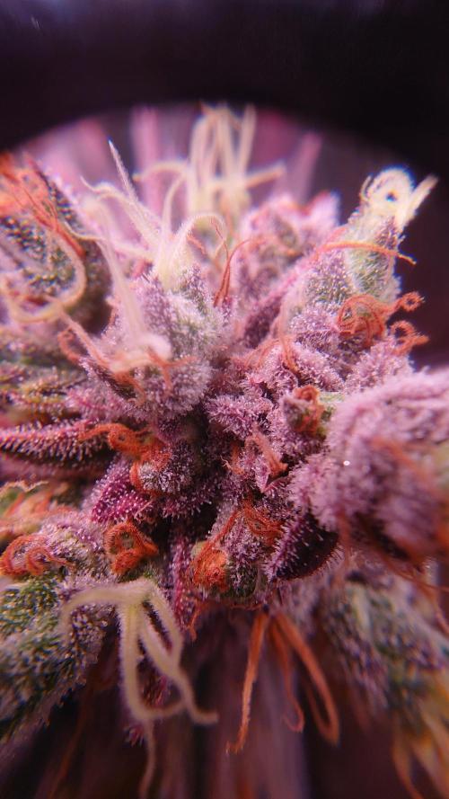 Zamnesia Mixed Grow Project. Week 17