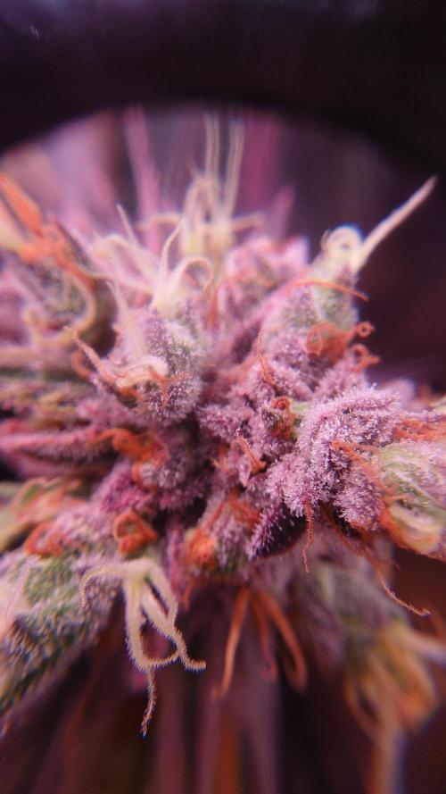 Zamnesia Mixed Grow Project. Week 17
