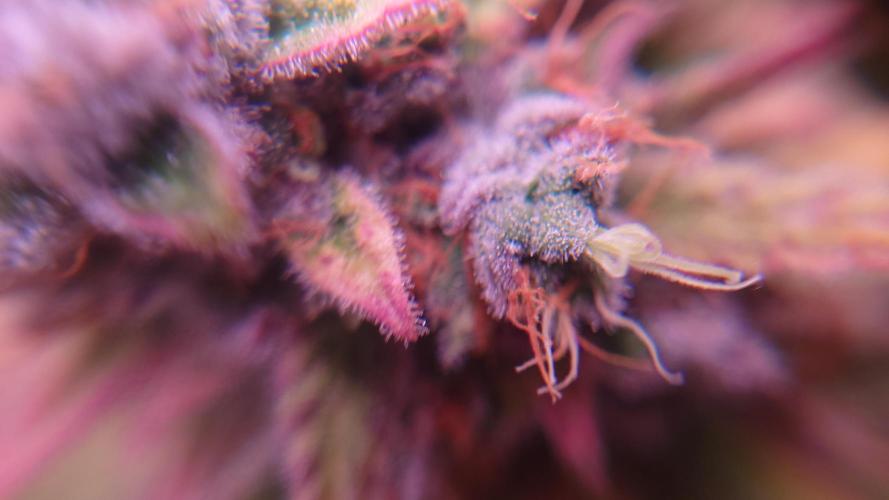 Zamnesia Mixed Grow Project. Week 17