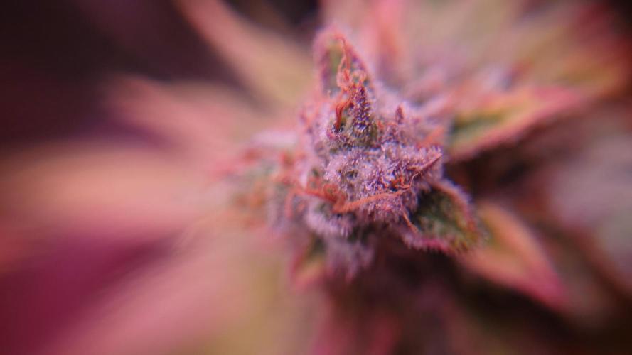 Zamnesia Mixed Grow Project. Week 17