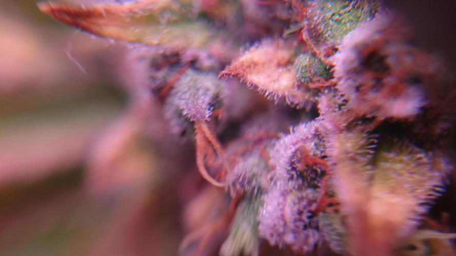 Zamnesia Mixed Grow Project. Week 17