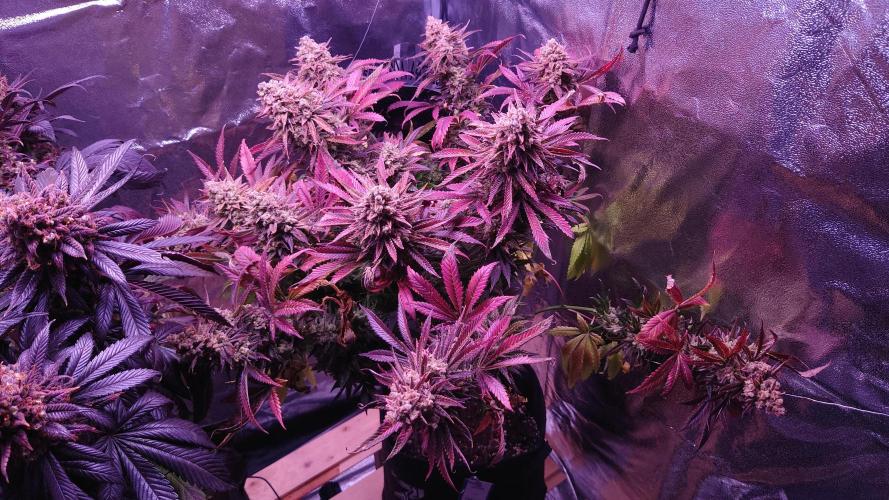 Zamnesia Mixed Grow Project. Week 18