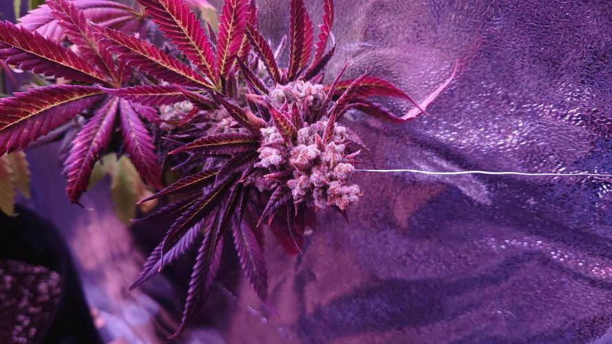 Zamnesia Mixed Grow Project. Week 18