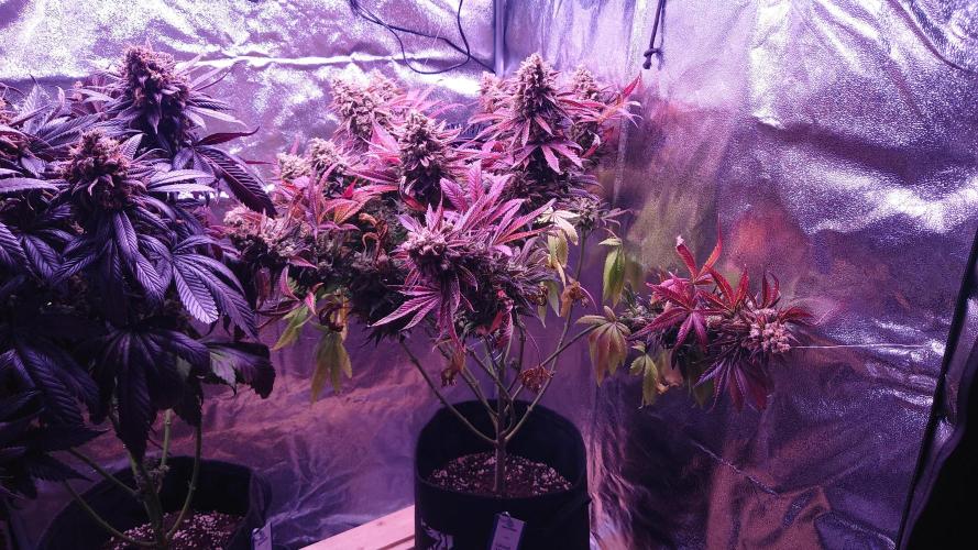 Zamnesia Mixed Grow Project. Week 18
