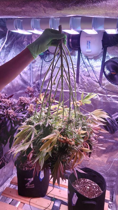 Zamnesia Mixed Grow Project. Week 18