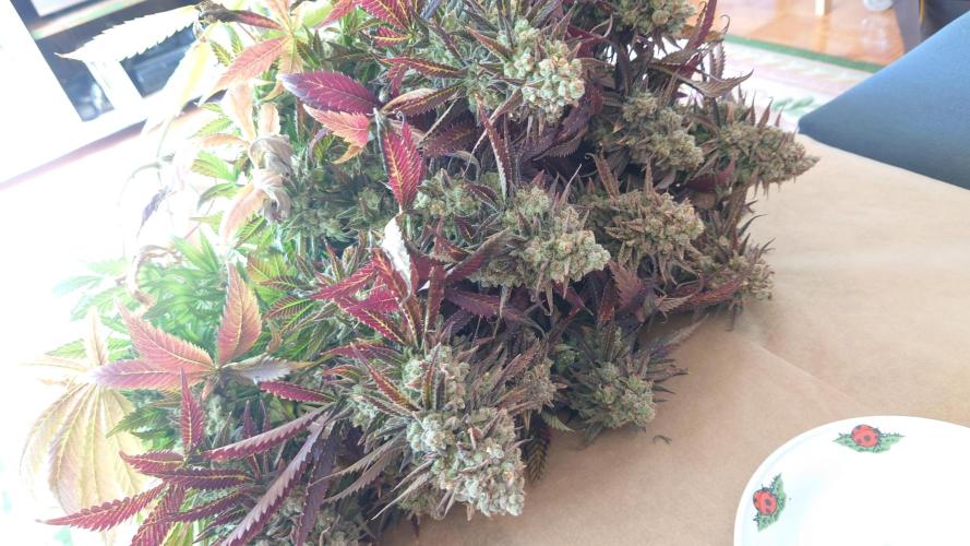 Zamnesia Mixed Grow Project. Week 18