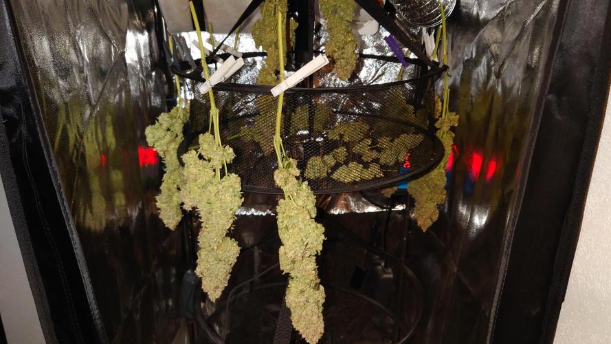 Zamnesia Mixed Grow Project. Week 18
