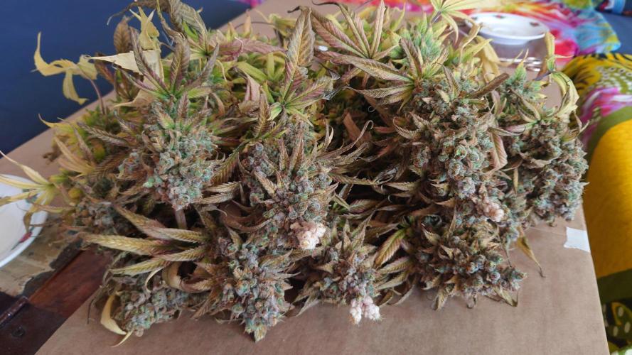 Zamnesia Mixed Grow Project. Week 19