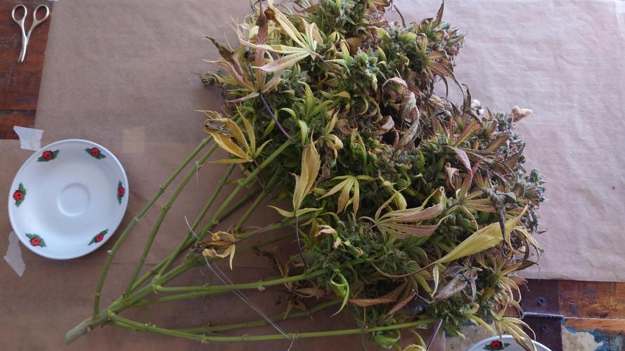 Zamnesia Mixed Grow Project. Week 19