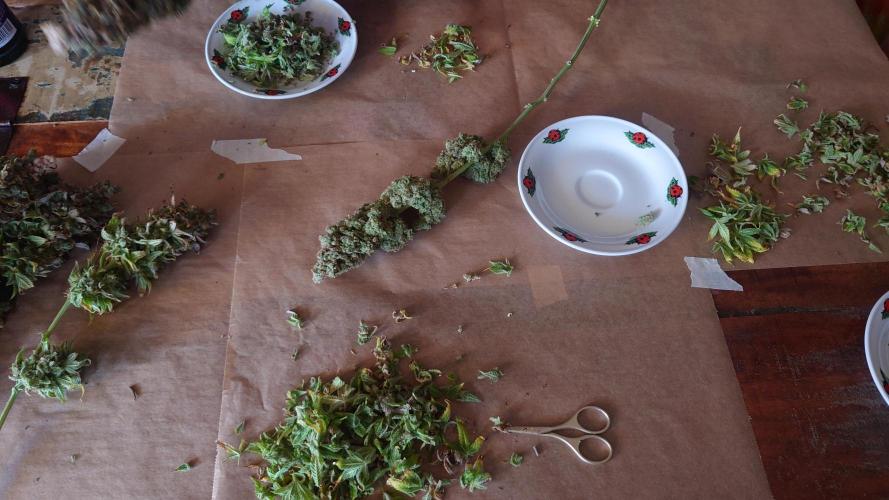 Zamnesia Mixed Grow Project. Week 19