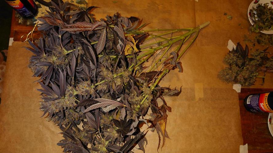 Zamnesia Mixed Grow Project. Week 22