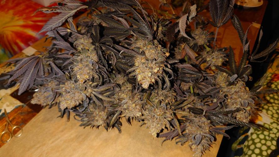 Zamnesia Mixed Grow Project. Week 22