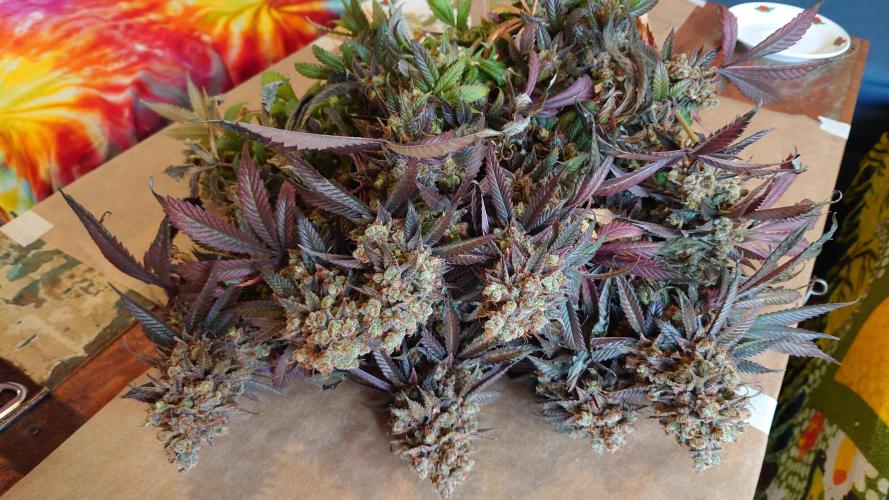 Zamnesia Mixed Grow Project. Week 22