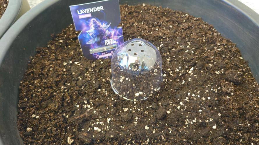 Summer Outdoor / Lavender Auto. Week 0