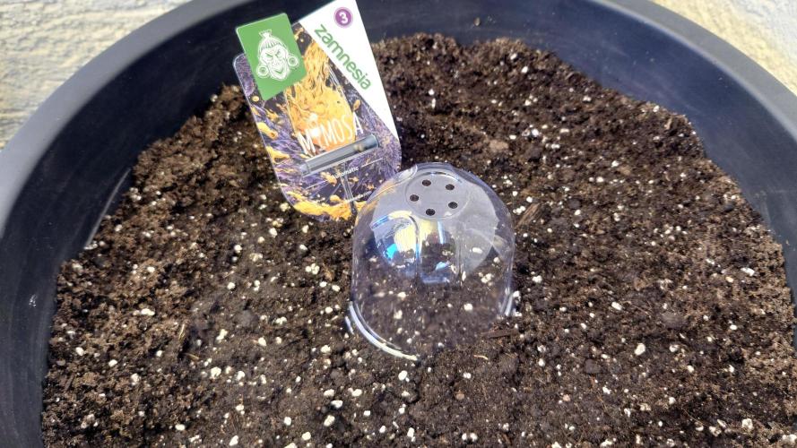 Summer Outdoor / Mimosa Auto. Week 0