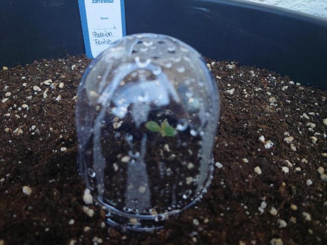 Summer Outdoor / Passion Fruitz Auto. Week 1