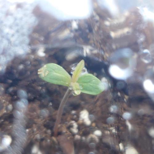 Summer Outdoor / Passion Fruitz Auto. Week 1