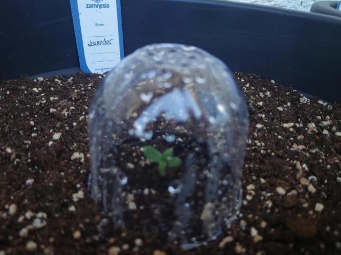 Summer Outdoor / Lavender Auto. Week 1