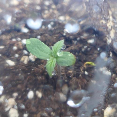 Summer Outdoor / Lavender Auto. Week 1