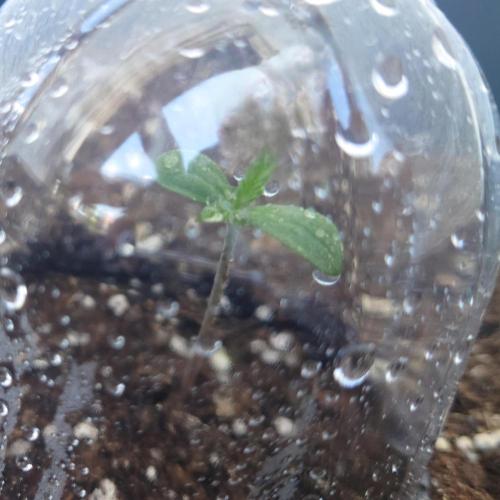 Summer Outdoor / Mimosa Auto. Week 1