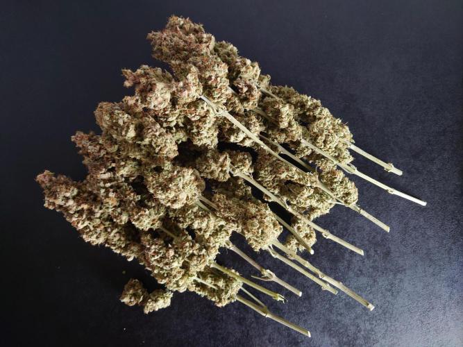 Zamnesia Mixed Grow Project. Week 19