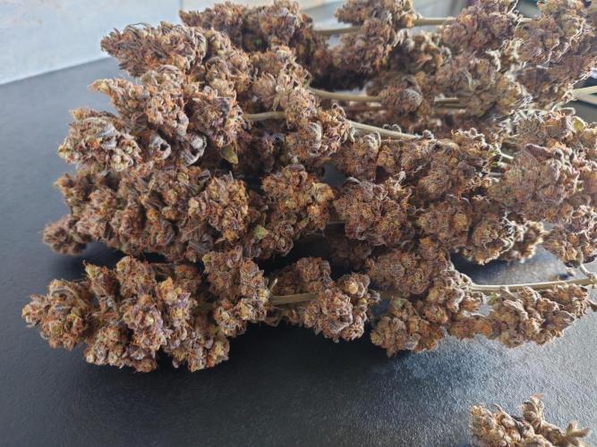 Zamnesia Mixed Grow Project. Week 22